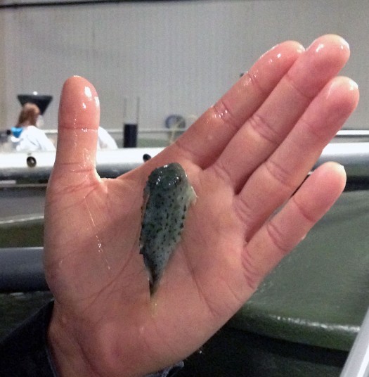 The lump suckers then spend another one to three months in an even larger tank until they are almost fully grown. Lump suckers have modified pelvic fins, which have evolved into adhesive discs. This one has attached itself to the manager's hand. 