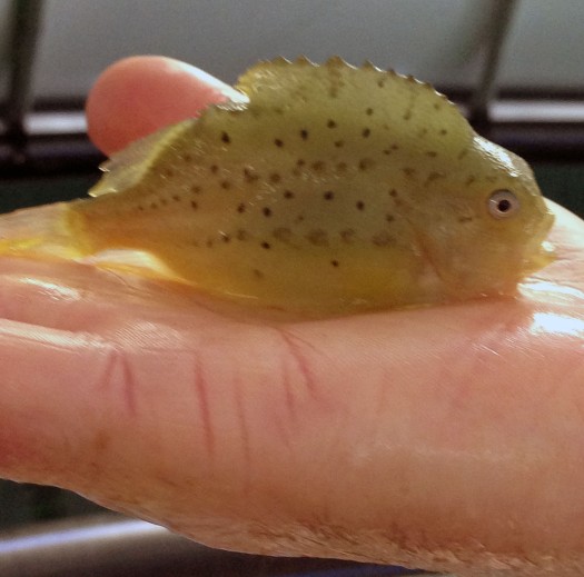 This lumpfish will soon be eating sea lice on a salmon farm.